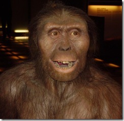 Australopithecus_afarensis