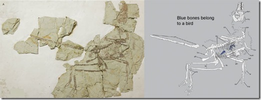 Microraptor_fossil