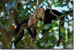 white-faced-capuchins