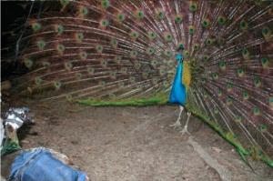 peacock-display